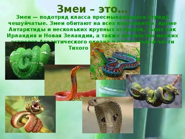 Кем является змея. Кем является змея