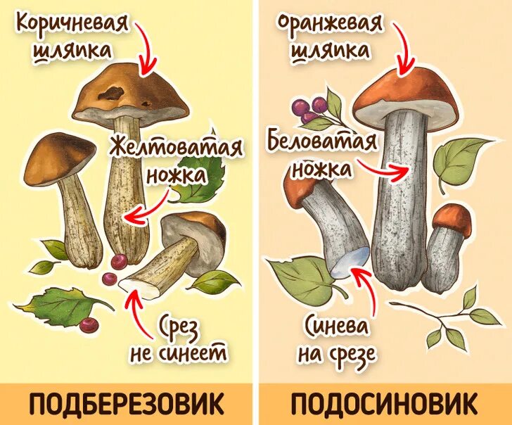 Подберезовик и подосиновик отличия CoffMachines.ru