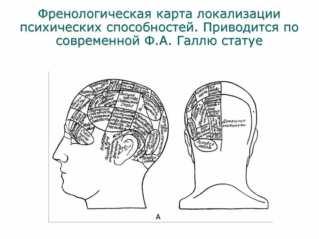 Френологическая карта локализации психических способностей. Френологическая карта Галля. Френологическая карта Брейгля. Френологическая карта черепа по Галлю. Локализация психических функций в мозге