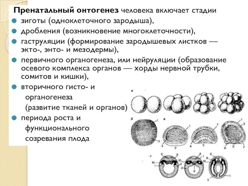 Онтогенез эмбриогенез. Эмбриональный период развития схема. Начальные этапы онтогенеза таблица. Онтогенез зародышевые листки ЕГЭ.