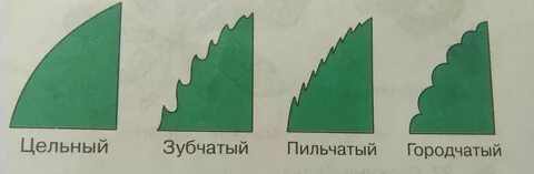 Края листа на 3