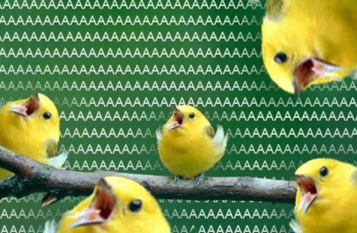 Птица кричит. Гиф ааааа. Аааааа рисунок. Ааа ааа аа аа ааааа. Ааа ааа аа аа ааааа.