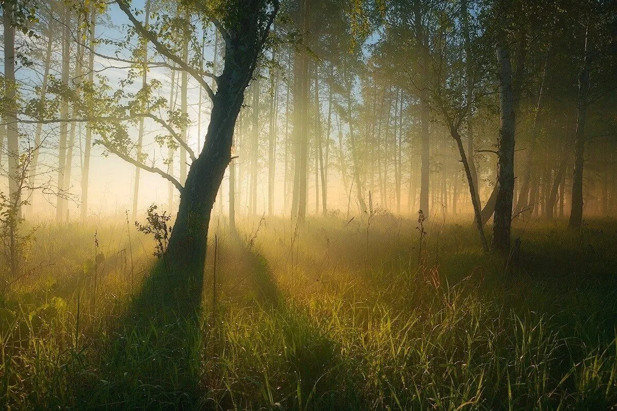 Лес туман лето. Утро в лесу. Утренний туман в лесу. Туманное утро в лесу. Утренний лес.