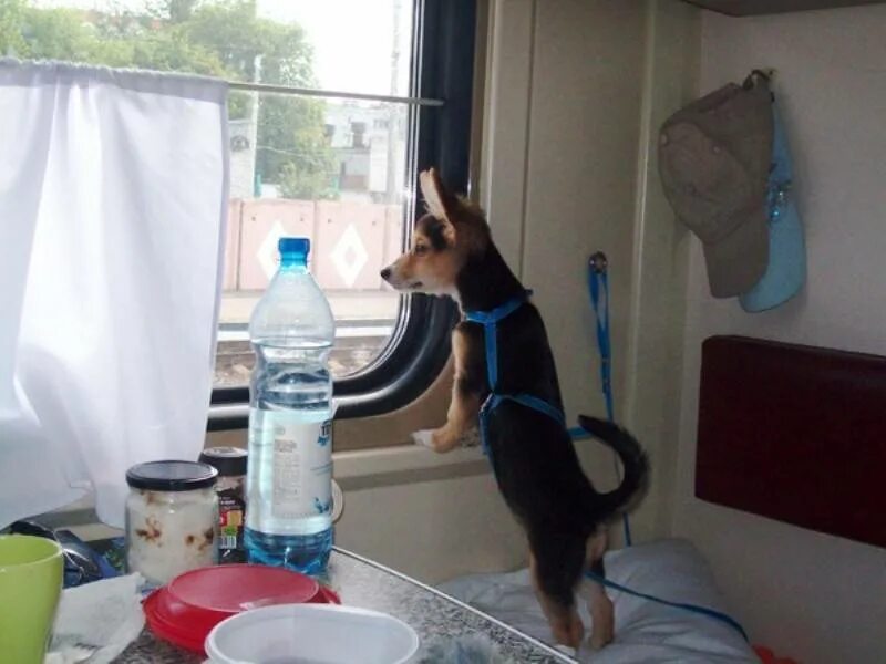 Как провезти собаку в поезде. Животные в поезде. Собака в вагоне поезда. Собака в купе. Собачка в поезде.