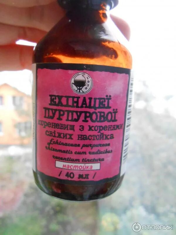 настойка для иммунитета. года. эхинацея для иммунитета для детей. огневка про алтайвита. эхинацея пурпурная настойка.