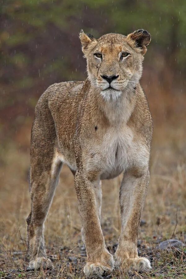 Lioness in the. Lioness in the Rain Rachel. Lioness in the Rain Hutt. Lioness in the rain