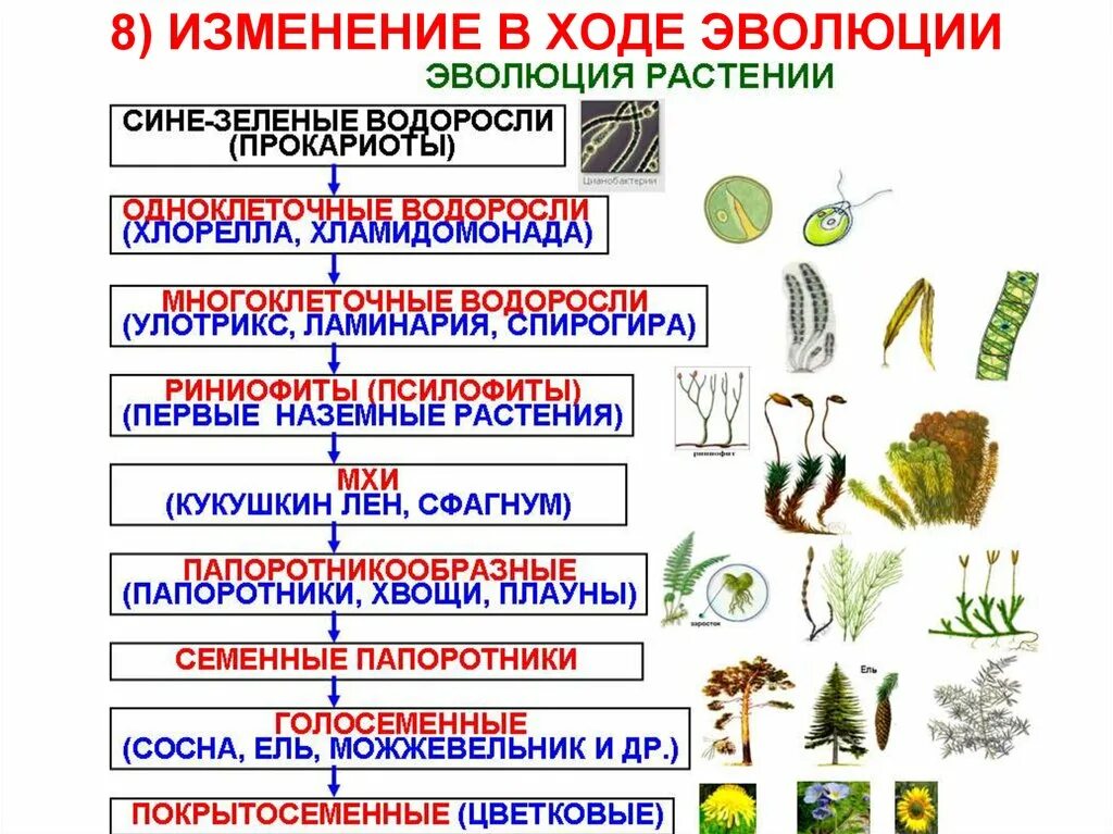 Схема эволюционных преобразований у растений. Процесс эволюции растений. Схема происхождения высших растений 5. Отделы растений в процессе эволюции. Черты усложнения организации