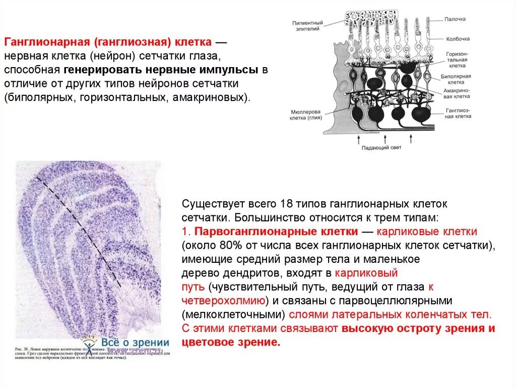 Сетчатка тело функции. Ганглиозные клетки сетчатки функции. Функции биполярных и ганглиозных клеток сетчатки. Строение ганглиозных нейронов. Ганглионарные клетки сетчатки глаза.