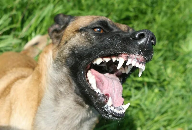 Сучья пасть. Ротвейлер собака убийца питбуль. Малинуа скалится. Сучья пасть. Агрессивная собака.