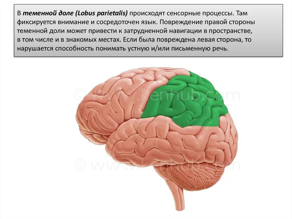 Проявления поражения теменной доли.. Теменной область головного мозга-. Поражение теменной доли коры головного мозга.