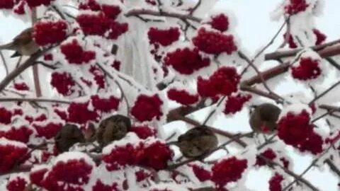Песня билык рябина алая