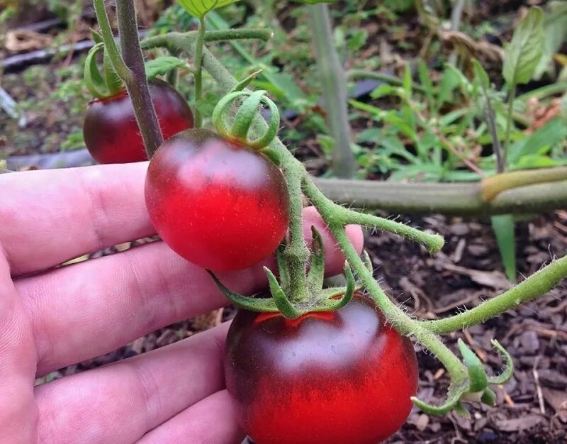 Розовый спам отзывы. Indigo Cherry Drop томат. Томат индиго черри Дропс. Томат розовый спам. Помидоры розовые.