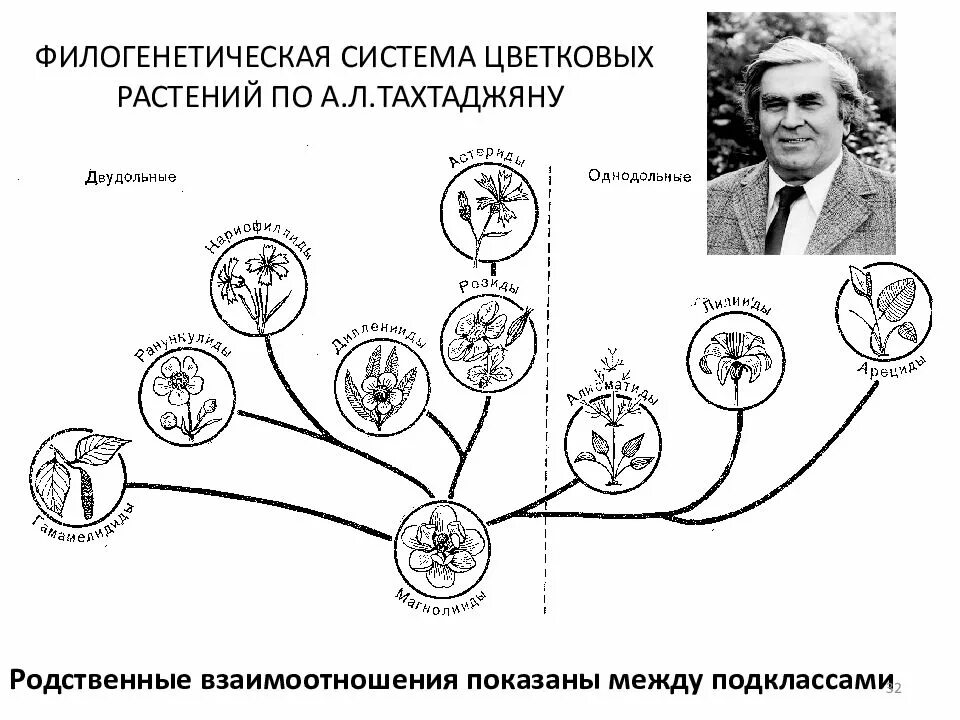 Эволюционная система покрытосеменных по а л Тахтаджяну. Филогенетическая система цветковых а.л. Тахтаджяна.. Филогенетическая система классификации высших растений. Эволюционное Древо растений схема. Схема эволюционного древа