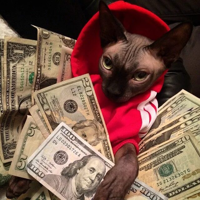 Где самые богатые животные. Богатый кот. Животное с деньгами. Кошка с деньгами. Кот в роскоши.