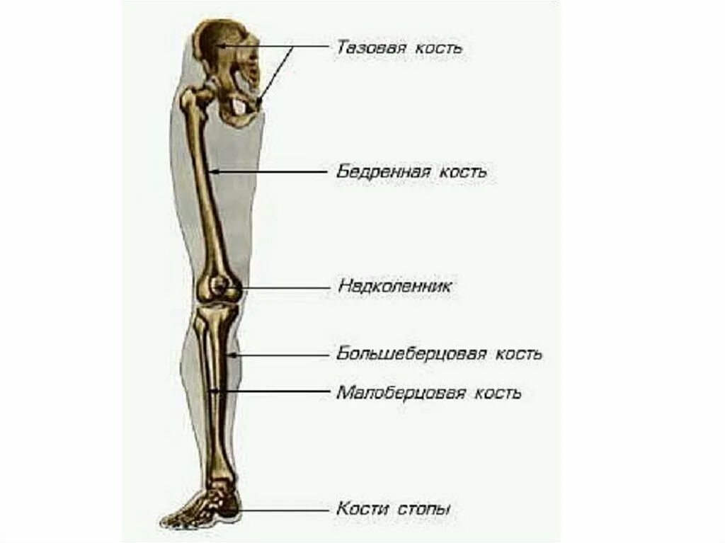 Что делает нижняя конечность. Скелет свободной нижней конечности бедренная кость строение. Кости нижних конечностей человека анатомия. Строение нижних конечностей анатомия. Отделы скелета нижней конечности анатомия.