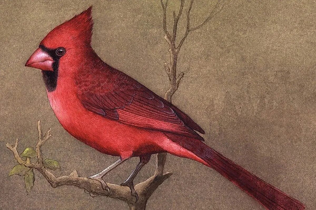 Группа красные птицы. Красный Кардинал. Кардинал птица пастелью. Красная птица рисунок. Красные птицы с пышными перьями.