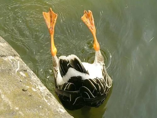 гусиные лапы. лапки утиные. перепонки у водоплавающих птиц. лапки гуся. утиная перепонка.