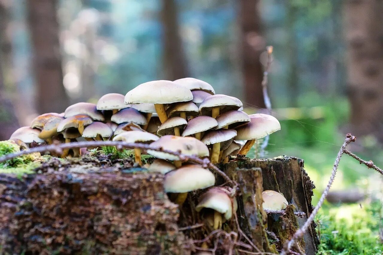 Грибы большими полянами. Поздние осенние грибы. Осенние грибы в Сосновом лесу. Осенние грибы Подмосковья. Грибы на Поляне.