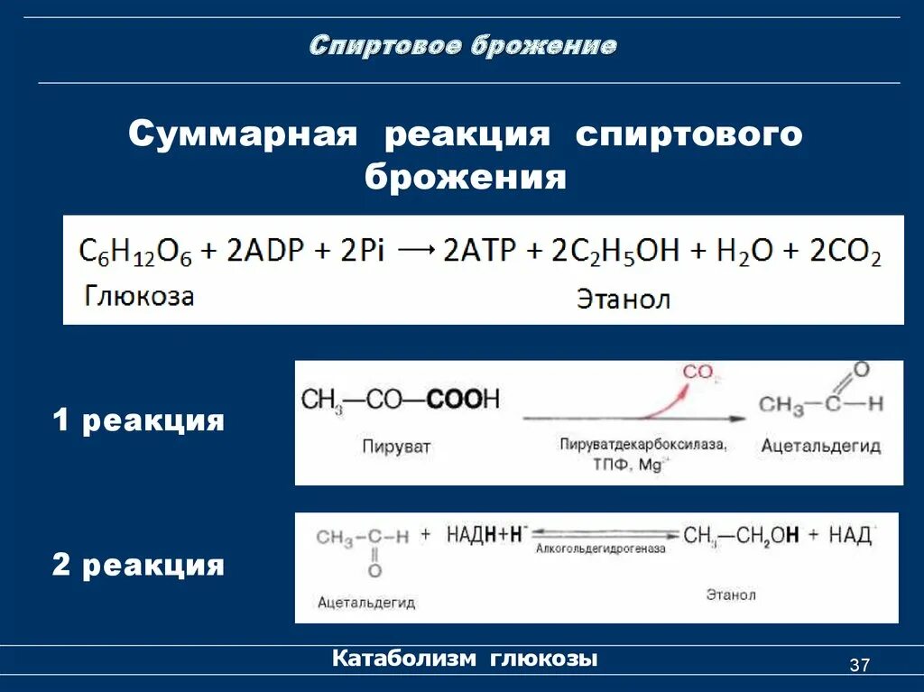 Спиртовое брожение формула