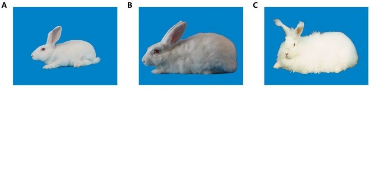Изменение окраски шерсти кролика. Селекция кроликов. Окрас шерсти у кроликов. Селекция кроликов рисунок. Традиционная селекция кроликов.