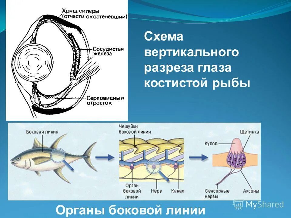 Боковая линия у рыб. Боковая линия функции. Боковая линия у рыб функции. Боковая линия у костных рыб. Боковая линия у костных рыб.