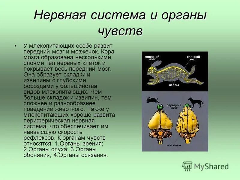 Нервная система и органы чувств млекопитающих. Органы нервной системы млекопитающих. Эволюция нервной системы млекопитающих. Нервная система органы чувств и поведение млекопитающих.