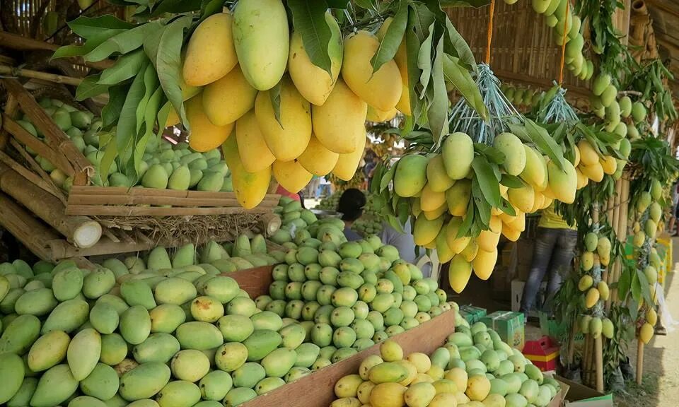 Фрукты в мае в египте. Манго на Филиппинах. Египетское манго. Сорта манго в Тайланде. Плантации манго на Филиппинах.