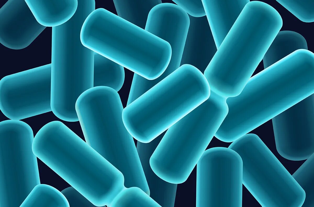 Бациллы бактерии. Палочковидные бактерии бациллы.  палочковидные бактерии (палочки). Бацила. Молочнокислые бактерии (lactobacillus plantarum).