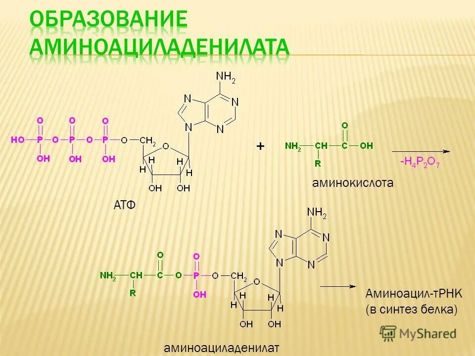 Соединение трнк с аминокислотой. Аминоациладенилат. Образование Амино ацил аденилата. Образование аминоациладенилата. Синтез аминоацил-ТРНК.