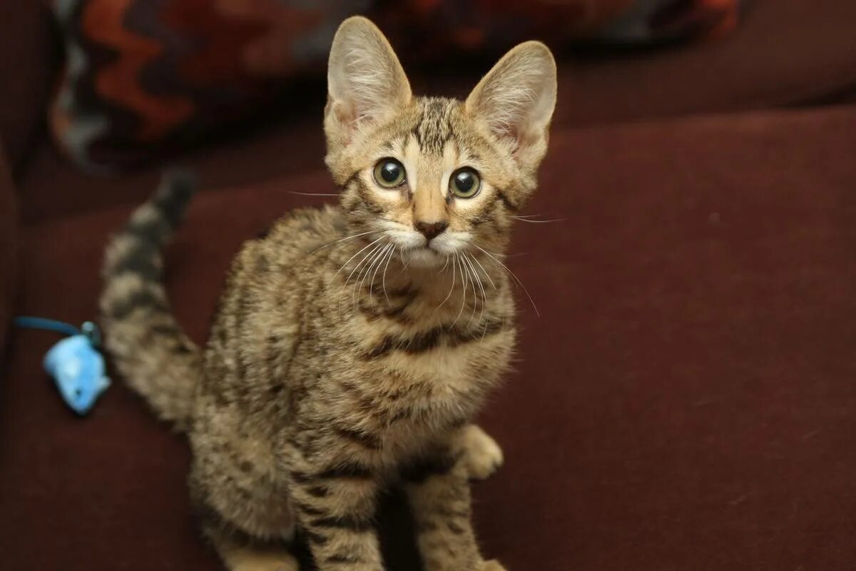 Саванна кошка. Котята Ориентал+Саванна. Ориентальная порода кошек. Ашера (кошка).