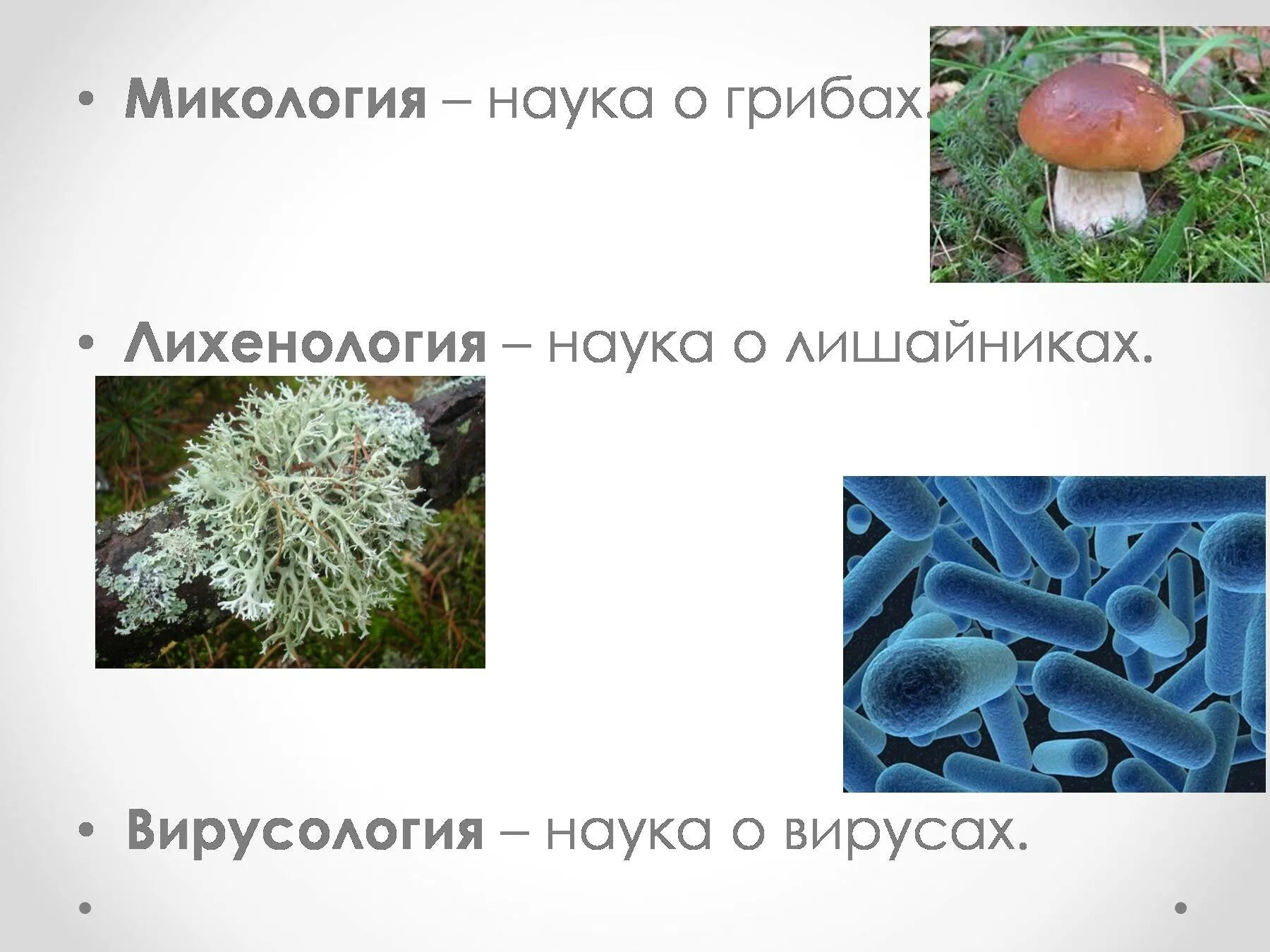 Наука которая изучает грибы. Микология наука о грибах. Микология грибы. Микология это в биологии. Микология изучает грибы.