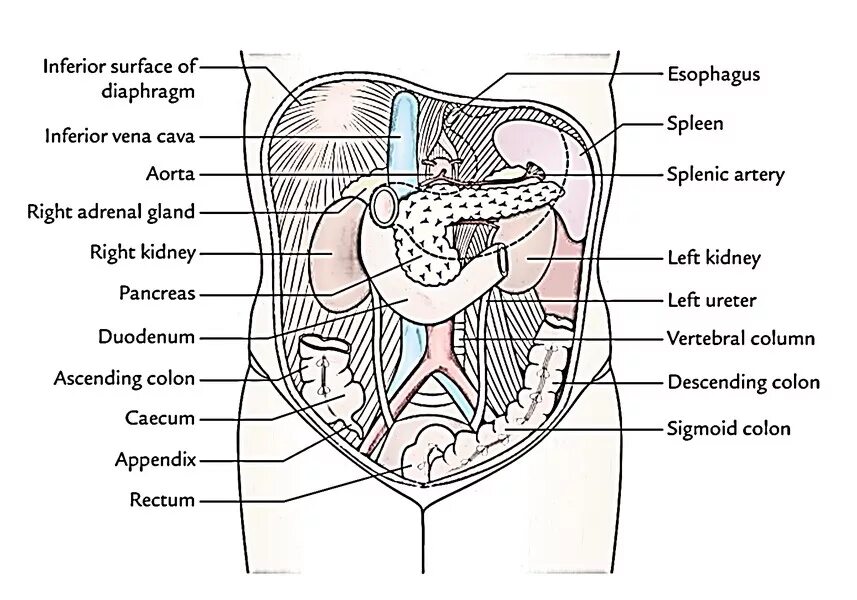 Строение брюшной полости у женщин. Схема брюшной полости человека. Брюшная полость человека в картинках.