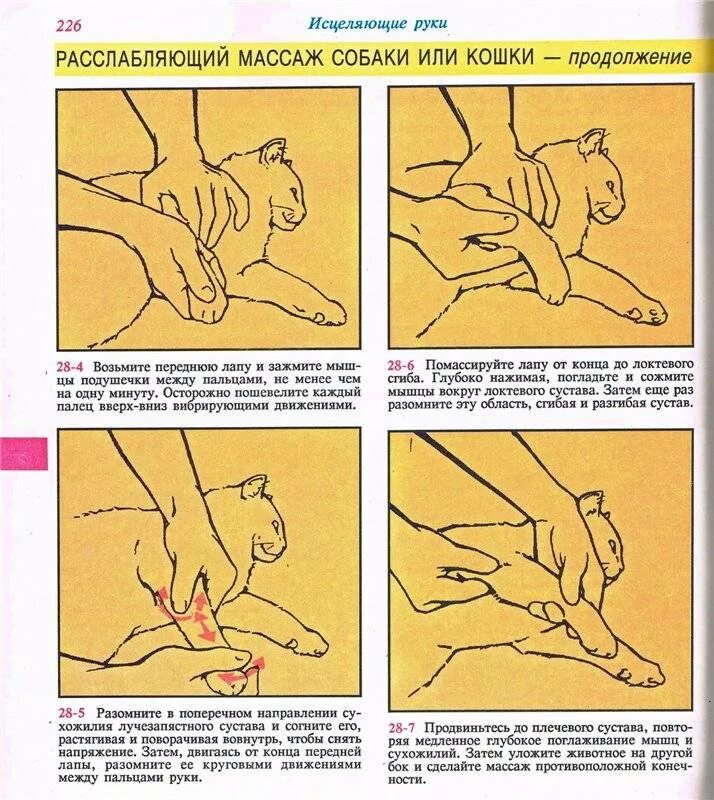 Зачем коты делают массаж. Массаж кошке. кот расслаблен на массаже. массаж для котят. непрямой массаж сердца котенку.