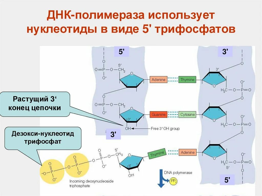 Порядок расположения нуклеотидов в днк определяет 3 связанных нуклеотида