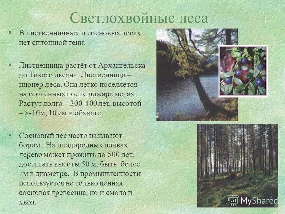 светлохвойные леса россии. темнохвойная и светлохвойная тайга в россии. светлохвойная тайга климат. темнохвойные леса россии. где преобладают светлохвойные леса.