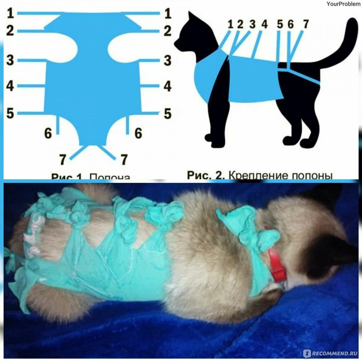 Через сколько можно снять попону. Как завязать попону кошке после операции. Как надеть попону кошке после стерилизации. Как правильно завязывать попону кошке после операции. Послеоперационная попона Osso.