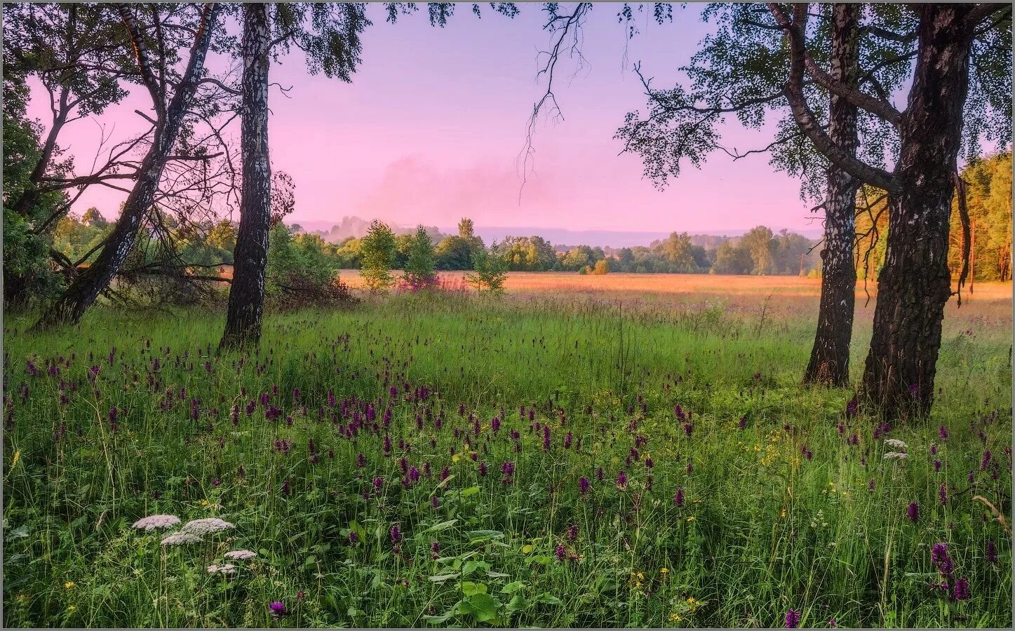 изложение лесная полянка. иллюстрация леса для детей. на лесной полянке 3. сказочный грибной лес. грибы в лесу.