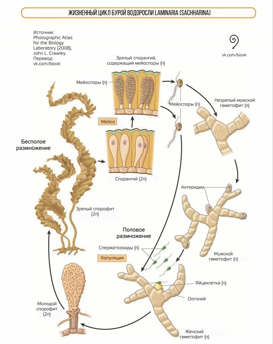 Цикл развития бурых водорослей. Жизненный цикл бурых водорослей. Жизненный цикл ламинарии схема. Цикл развития бурых водорослей схема. Стадия жизненного цикла водорослей