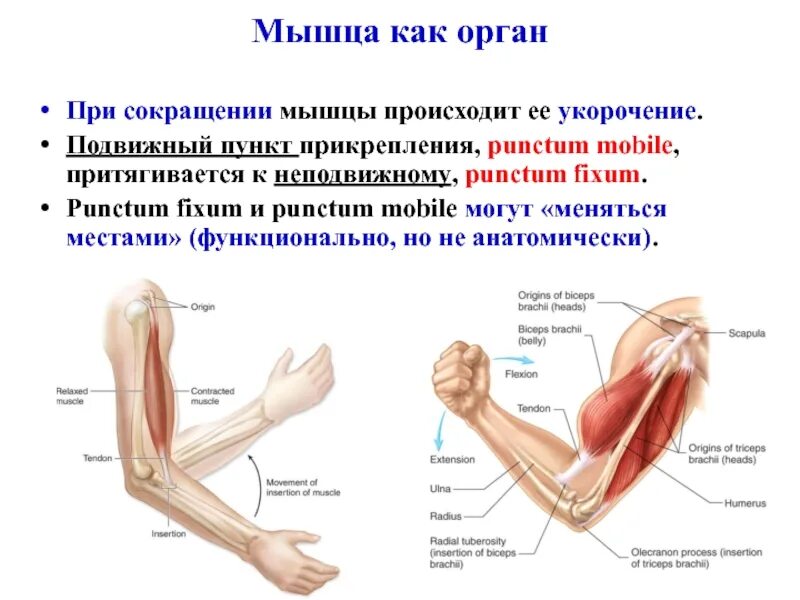 Сокращение мышц и работа сердца. Сокращение мышц. Мышечное сокращение. Принцип сокращения мышц. Что происходит при сокращении мышц.