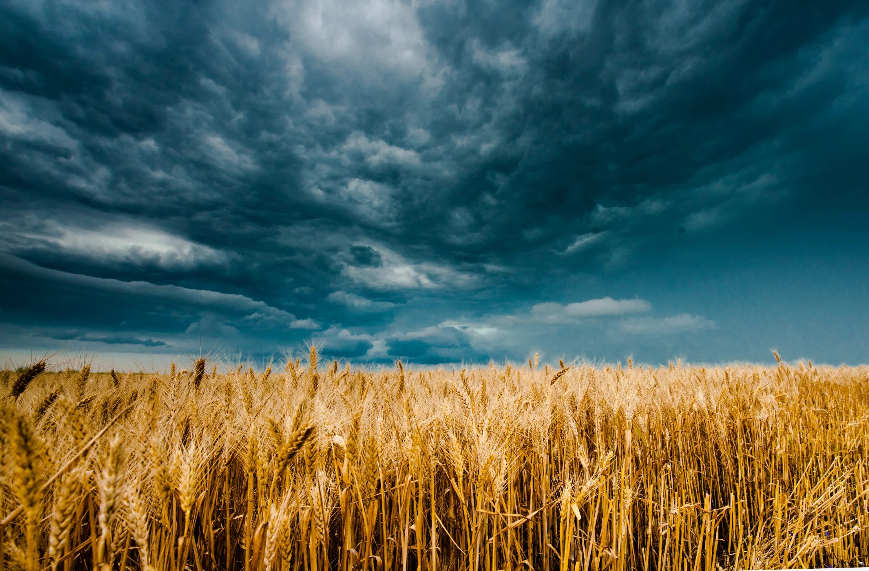 Поле пшеницы. В поле. Небо и поле пшеницы. Пшеничное поле перед грозой. Жит ва