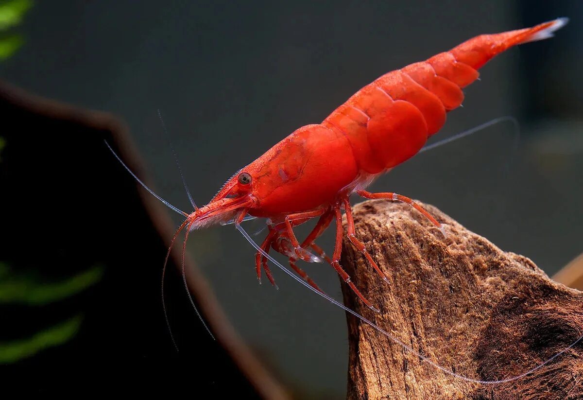 Обитания креветок. Креветка вишня Red Cherry Shrimp. Креветка вишня - ред черри. Аквариумные креветки черри. Креветка неокардина вишня.