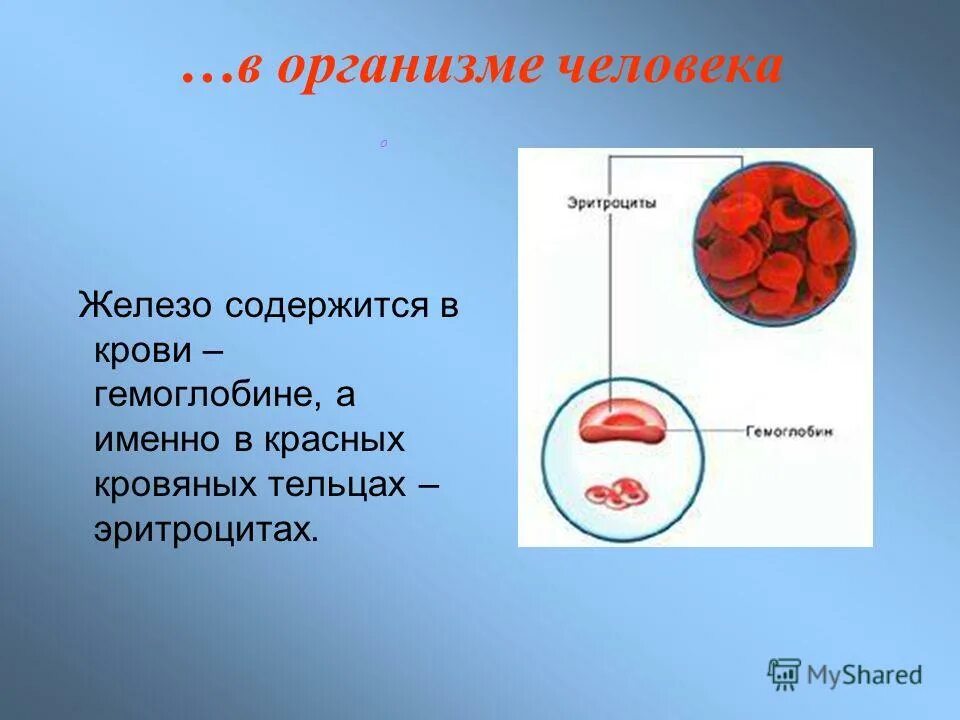 Изменение железа в крови. Кровь и железо. В организме человека содержится крови. Содержание железа в крови человека. Железо в эритроцитах.