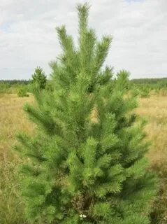 Душистый елей