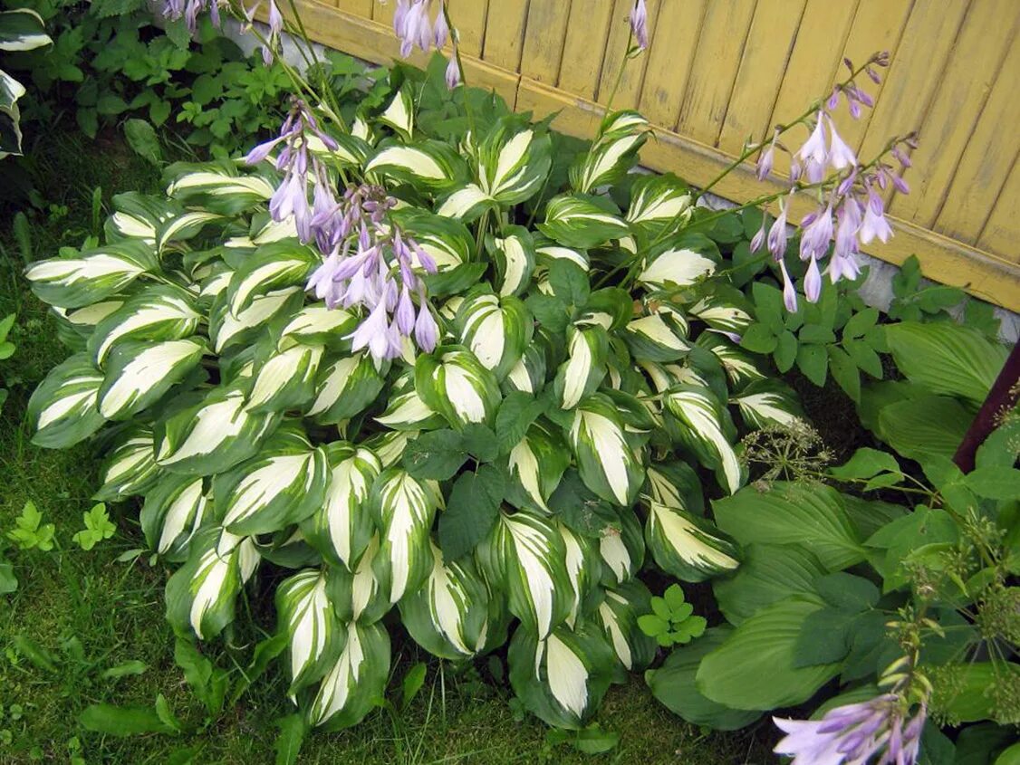 Хоста цветет. Хоста цветение. Хоста цветение. Хоста белоокаймленная (hosta albomarginata). Хоста цветение бутон.