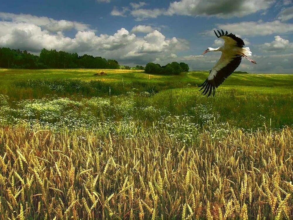 Белоруссия поле Аист. Птицы над полем. Красивая природа Беларуси. Птицы в поле.