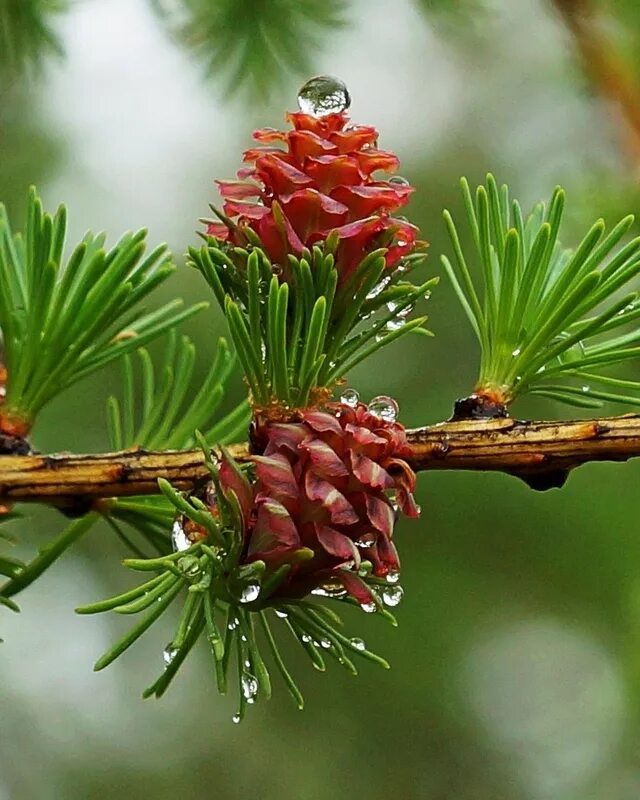 Лиственница сибирская larix sibirica. Лиственница чекановского. Лиственница сукачева – larix sukaczewii шишки. Лиственница иголки шишка. Хвойный дуб шишки.