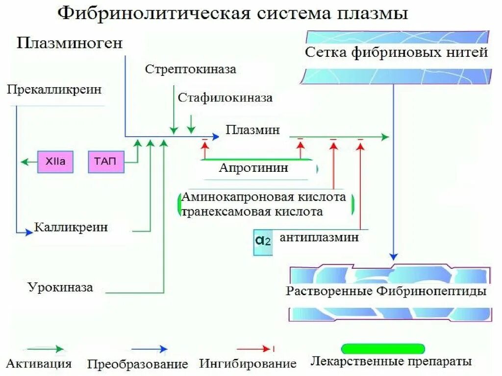 Фибринолитическая система крови схема. Физиология гемостаза фибринолиз. Система фибринолиза схема. Фибринолитическая система крови схема фибринолиз. Ингибиторы свертывания крови