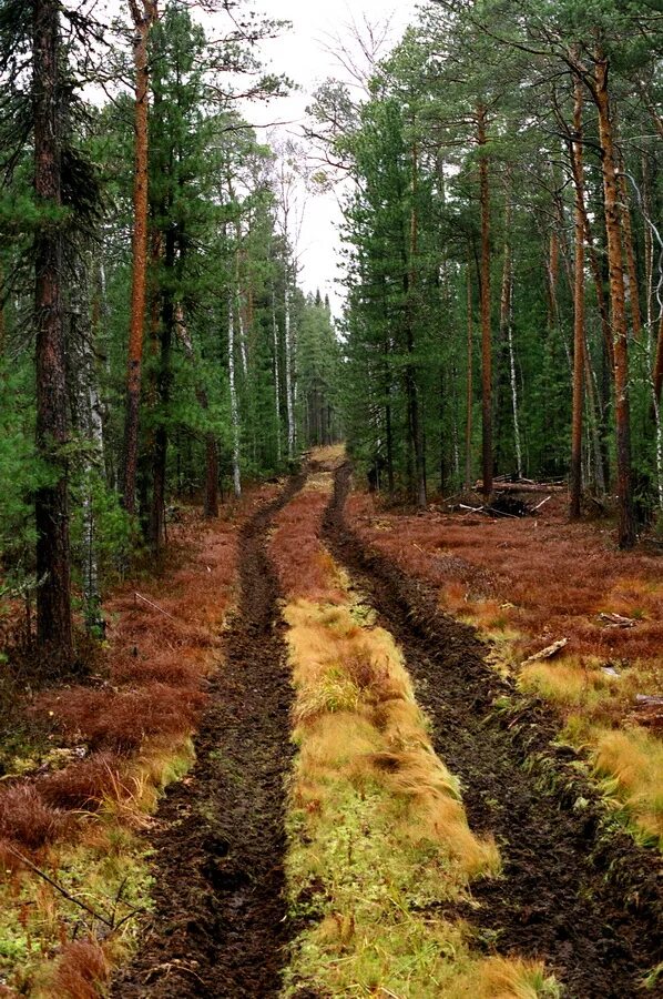 Дорога в тайге. Лесная дорога. Лесная дорога Россия. НЕПРОХОДИМАЯ Тайга.