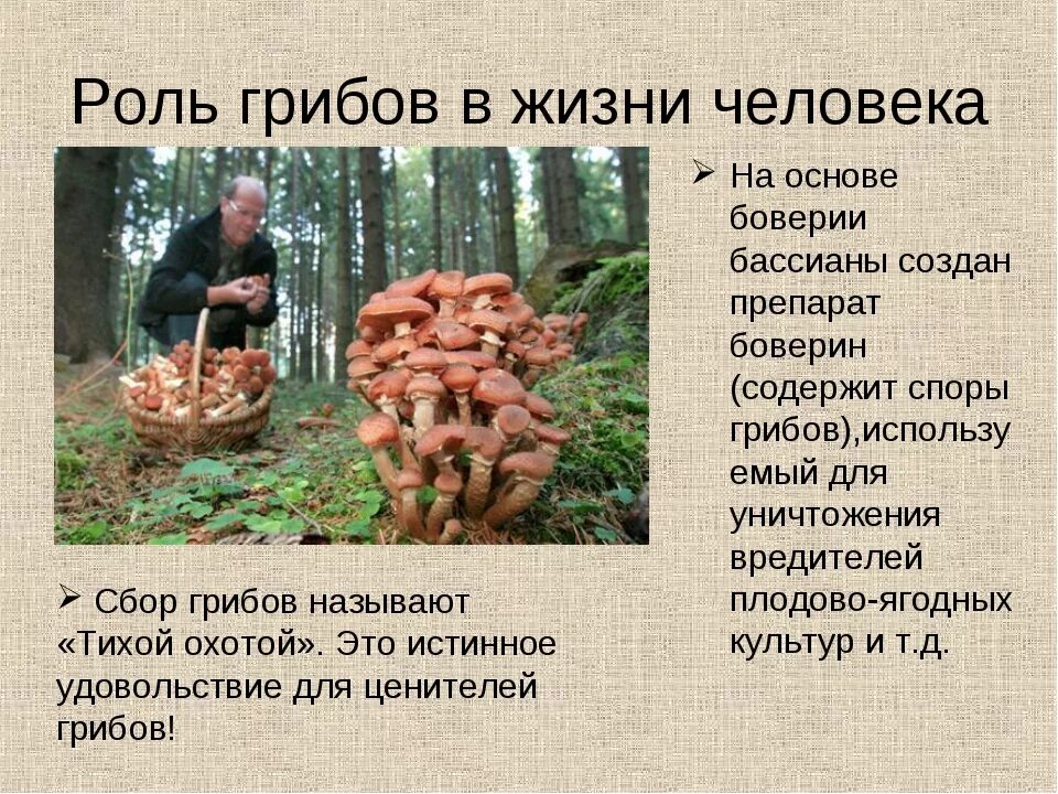 Сообщение многообразие и значение грибов. Роль грибов в жизни человека. Информация о роли грибов в жизни человека. Роль гриба в жизни человека. Разнообразие грибов в природе.