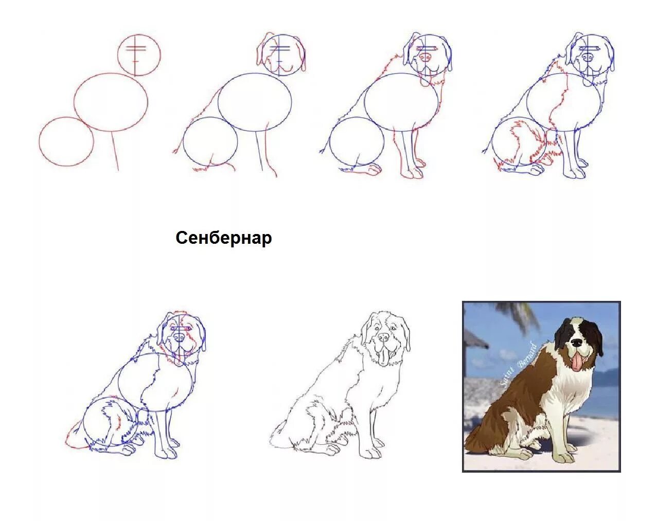 Поэтапное рисование сенбернара. Поэтапное рисование собаки. Поэтапное рисование щенка для детей. Поэтапный рисунок собаки.